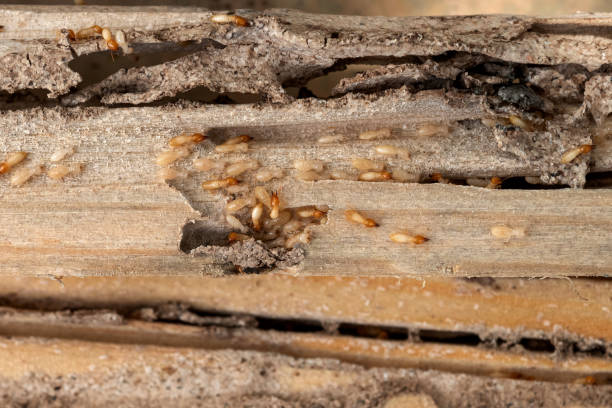Best Mosquito Control Services  in Midland, NC